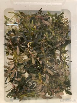 Akváriové rastliny - 2