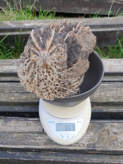 Japonské prepelice Faraon - 2