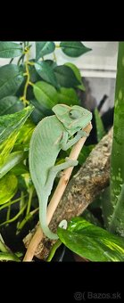 Chameleón jemeský - 2