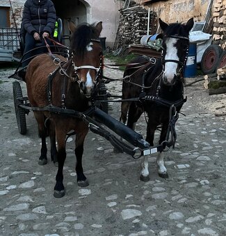 Welsh pony A - pára - 2