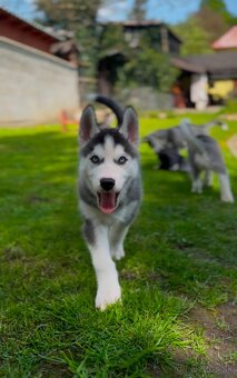 Sibírsky Husky - šteniatka - 2