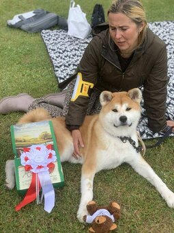 Akita inu s FCI rodokmeňom - plánovaný vrh - 2