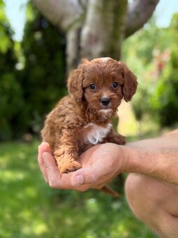 Cavapoo psik - 2