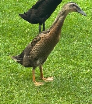 Indicky bezec - 2