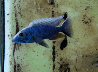 SCIAENOCHROMIS FRYERI - 2