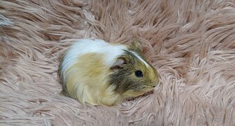 Morské prasiatka - Morčiatka- IHNEĎ K ODBERU - 2