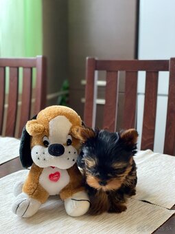 Yorkshirsky terier - 2