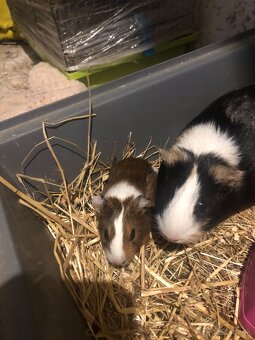 Darujem Morčatka odber možný hneď - 2