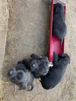 Bradáč veľký - šteniatka - 2