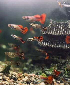 Gupka dúhová Vlastného odchovu - 2