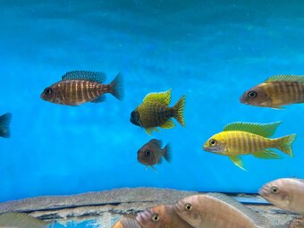 Africké cichlidy, rôzne druhy - 2