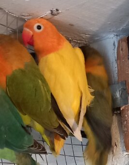 Agapornis fischeri - 2