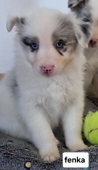 Border Collie, kólia - 2