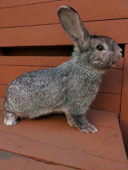 Pripustená samica MIX plemien - 2