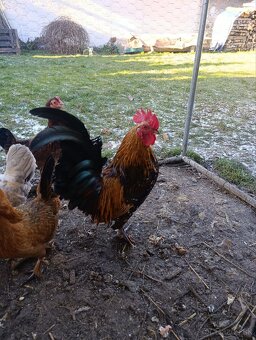 Predám kohútiky Milferky - 2