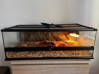 Predam suchozemské korytnačky zelenkaste - 2