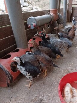 Kuriatka Vlašky - 2