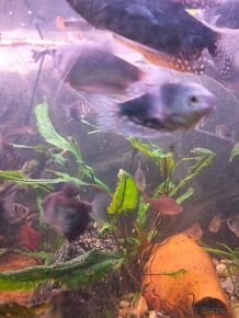 Akvarijne rastliny a rybky - 2