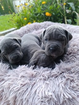 Cane Corso šteniatka - 2