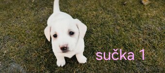 Darujem šteniatka - 2