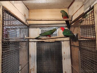 Papagáj kráľovský - 2