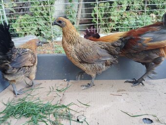 Predám ayam cenami modré červené - 2