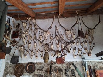 Zbierka parožia (trofeje) - parohy, parožie - 2