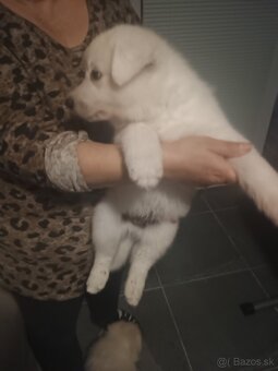 Biely švajčiarsky ovčiak - 2