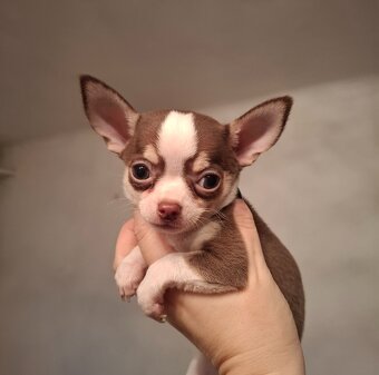 čivava - bračekovia - 2