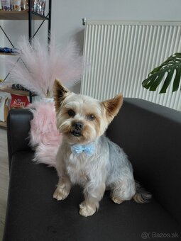 Nový Salón pre psov Lusi vo Svite. - 2