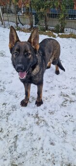 Nemecký ovčiak s PP - 2