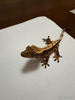 Pagekon riasnatý - 2