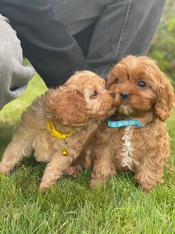 Cavapoo šteniatko - 2
