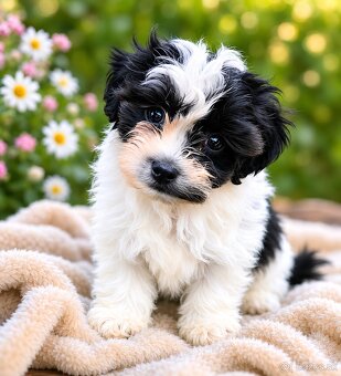 Shihpoo - 2