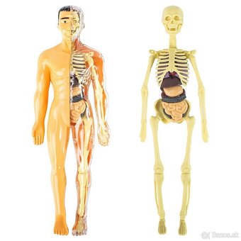 Anatomicky model cloveka 31 ks - 2