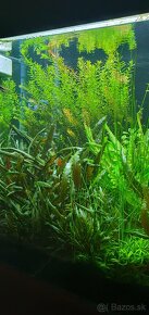 Akvarijné rastliny - 2