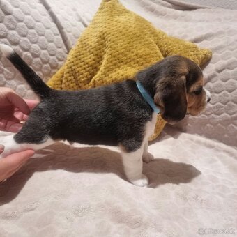Bígel, Beagle, štěňátka - 2
