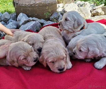 Zlatý Retriever - 2