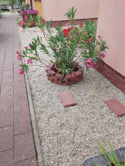 Oleander - 2
