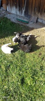 Darujem šteniatka - 2