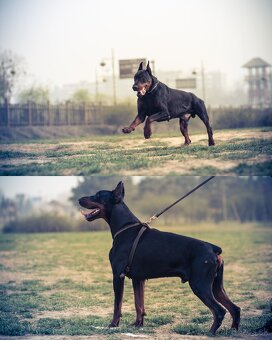 Rezervácie šteniatka kupirovane doberman - 2