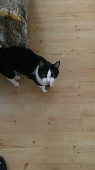 Darujem do dobrých ruk mačičky - 2