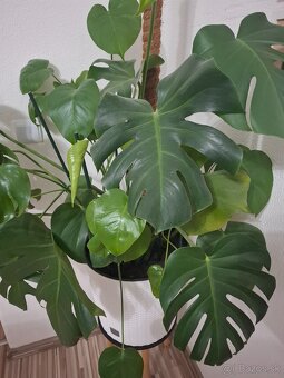 Predám Monstera deliciosa - 2