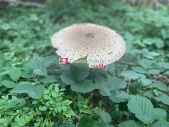 Chatárčenie pekný pozemok v nádhernej prírode na Drienici (F - 2