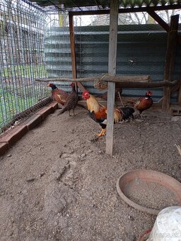 Velsumka zdrobnela - 2