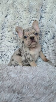 Francúzsky buldoček - 2