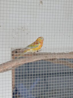 Papagáj spevaví - 2