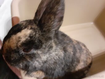 Zakrslý zajačik - 2