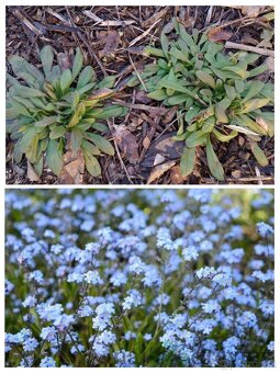 Trvalkový záhon do tieňa - 2