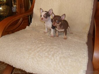 civava krátkosrstá - 2